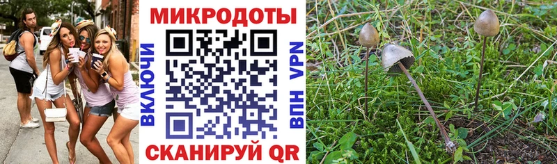 Галлюциногенные грибы Psilocybine cubensis  Купить где  Княгинино 